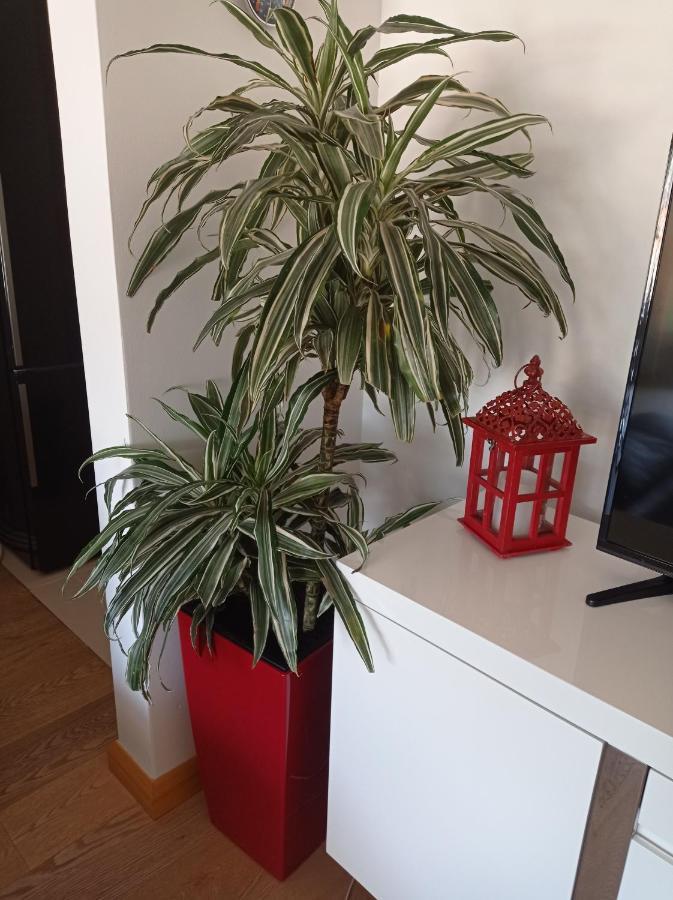 Appartement Red Lux à Budva Extérieur photo